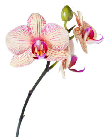 Stripy Phalaenopsis orchid; branch with three open flowers with droplets of water, isolated on whiteの写真素材