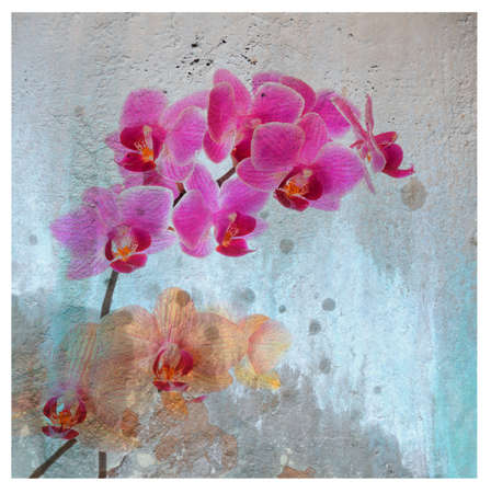 Pattern with Phalaenopsis orchid blossoms on the stained stone surfaceの写真素材