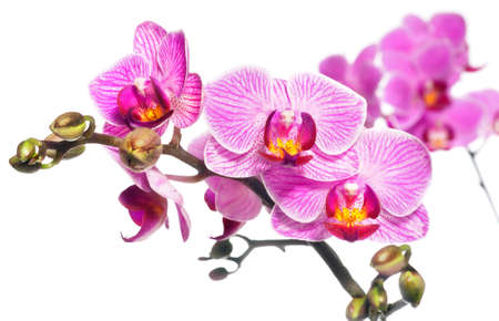 Phalaenopsis orchid on white backgroundの写真素材