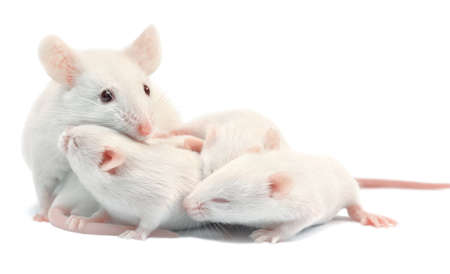 White laboratory mice: mother with pups, which are 9 days old; isolated on whiteの写真素材