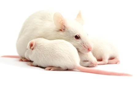 White laboratory mice: mother with pups, which are 9 days old; isolated on whiteの写真素材
