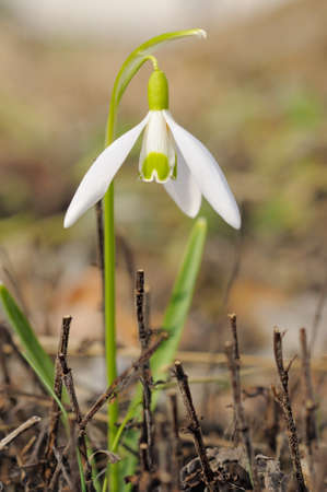 Closeup on common snowdrop, or Galanthus, shot taken outside in early springの写真素材