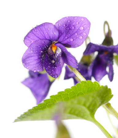 closeup on Viola odorata (Sweet Violet, English Violet, Common Violet, or Garden Violet), isolated on whiteの写真素材