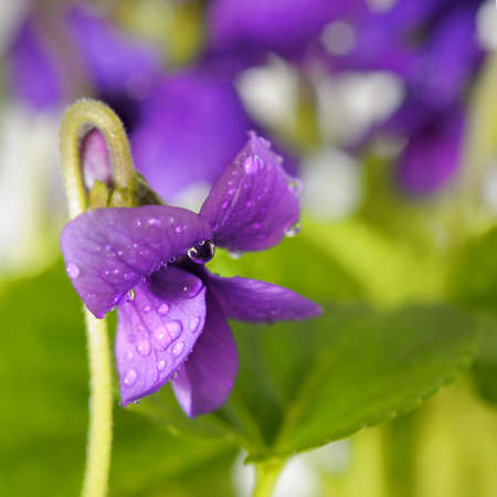 closeup on Viola odorata (Sweet Violet, English Violet, Common Violet, or Garden Violet)の写真素材