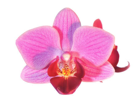 Single flower of phalaenopsis orchid on white backgroundの写真素材