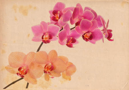 Two branches of Phalaenopsis orchid, pink and yellow, on aged paper backgroundの写真素材
