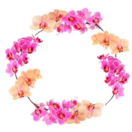 Frame made from Phalaenopsis orchids, isolated on whiteの写真素材
