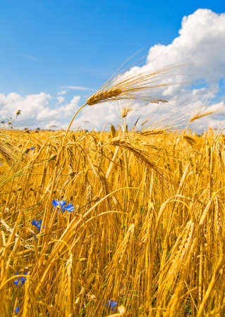 Wheat field with knapweed flowersの写真素材