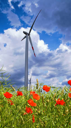 Poppy flowers with raps seeds and windmill against dramatic skyの写真素材