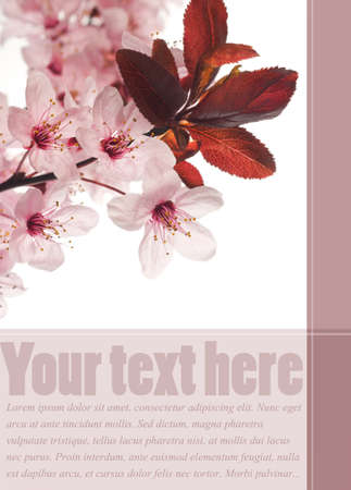 Cherry blossoms  isolated on white. Postcard layoutの写真素材
