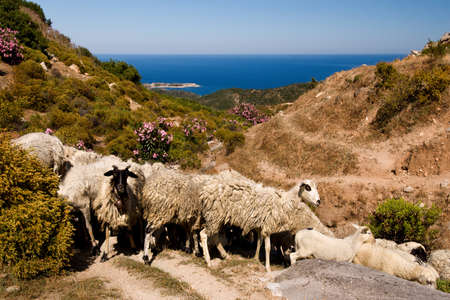Sheep in the mountains by the sea in Sithonia, Halkidiki, Northern Greeceの写真素材