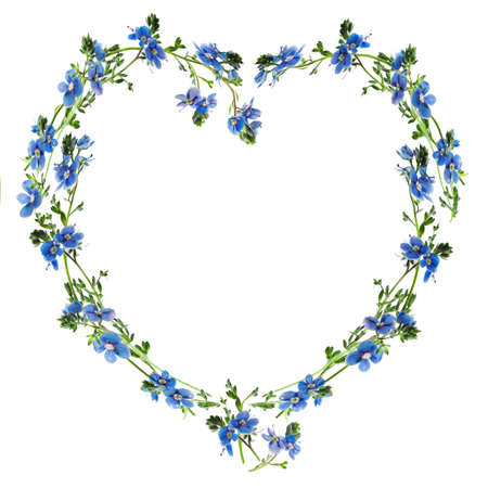 Forget-me-nots made into the heart outlineの写真素材