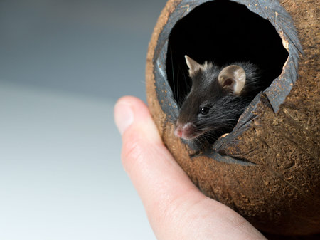 Curious black mouse looks out of cocos nut shelter; copyspace