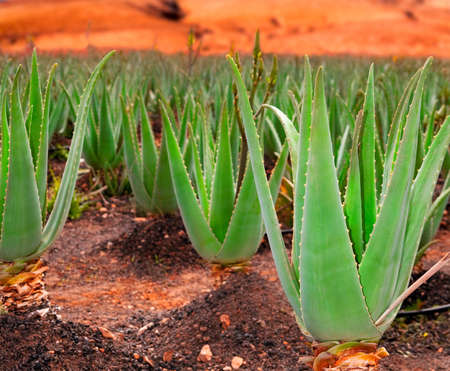 Aloe vera field; Furteventura, Canary Islands, Spainの写真素材