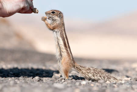 chipmunk is getting bredの写真素材