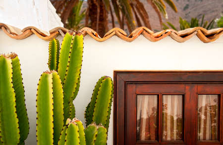 Cactus in front of a traditional house in Betancuria, Fuerteventura, Canary islands, Spainの写真素材