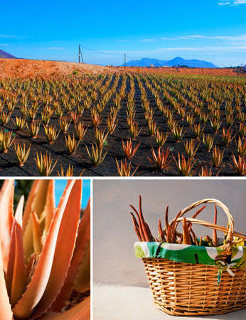 Plantation of aloe vera on Fuerteventura, Canary islands, Spainの写真素材