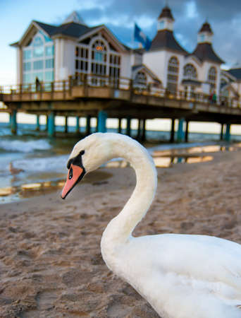 Wild swan by Seabridge Restaurant in Sellin, Ruegen island, Germanyの写真素材