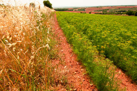 Anise field in Macedonia, Northern Greeceの写真素材