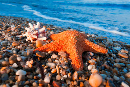 Starfish and shell on the shoreの写真素材