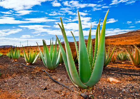 Aloe vera field; Furteventura, Canary Islands, Spainの写真素材