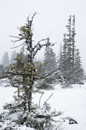 Fir tree under snow in Austrian Alpsの写真素材