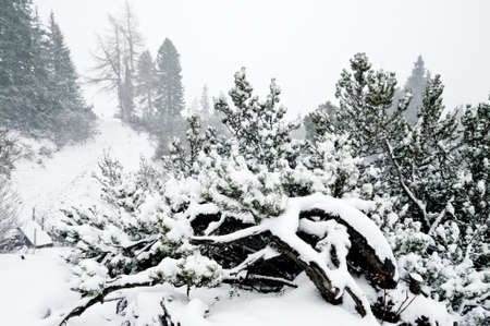 Snowfall in Austrian Alpsの写真素材