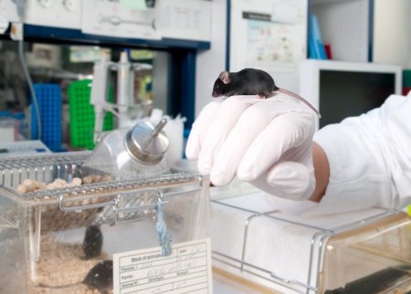 Work with transgenic mouse in modern laboratory