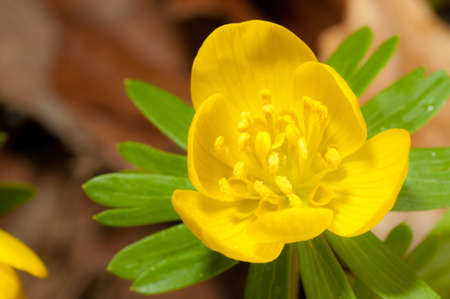 Wild winter aconite, macro shot, focus on petalsの写真素材