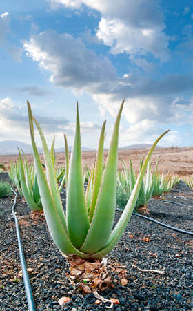 Aloe vera field; Furteventura, Canary Islands, Spainの写真素材