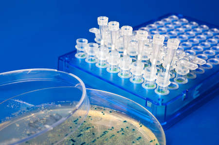 Petri dish with bactecial colonies on agar, miniprep starters in plastic stripの写真素材