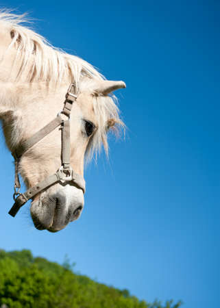 Horse head with bridle against blue sky, copy spaceの写真素材