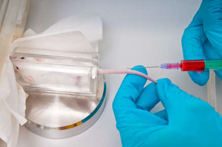 Scientist gets ready to take blood from mouse tail veinの写真素材