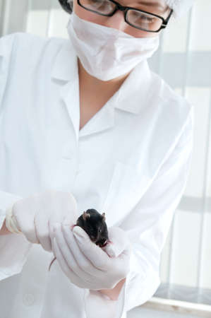 Female scientists holds laboratory animal, focus on hands and the mouseの写真素材