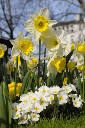 Spring flowers in front of St  Barts Hospital in London, Englandの写真素材
