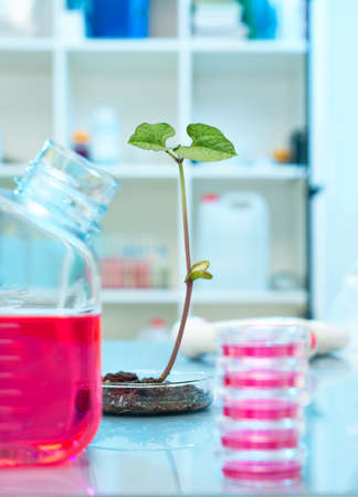Transgenic plant in scientific laboratoryの写真素材