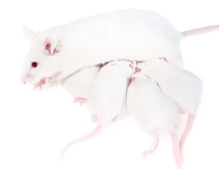 White mother mouse feeds her pups, isolated on whiteの写真素材