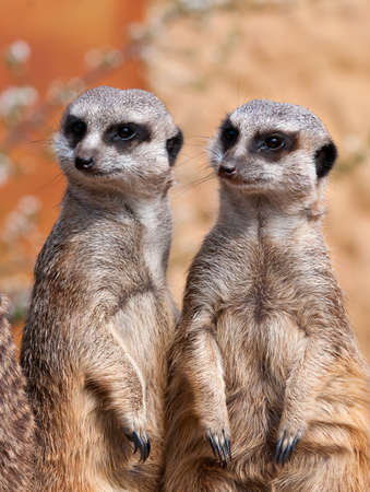Two meerkats in the same alert positionの写真素材