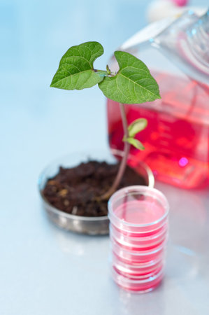 Genetically modified plant in plastic dish