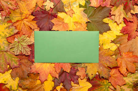Blank green envelope surrounded by bright autumn leavesの写真素材