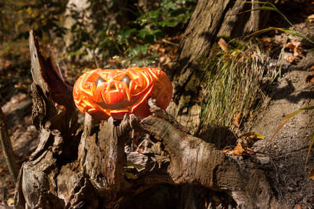 Jack o'Lantern in a magic forestの写真素材