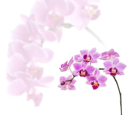 Phalaenopsis orchid flowers isolated on white の写真素材