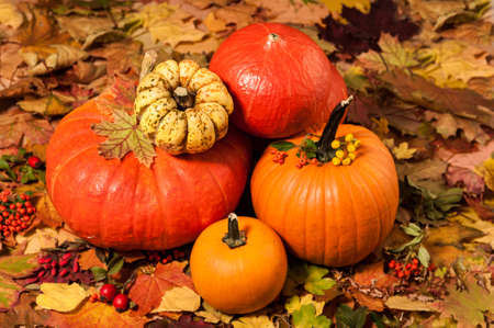 Group of pumpkins on autumn leaves backgroundの写真素材