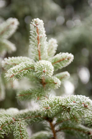 Winter Xmas tree frost, couseupの写真素材