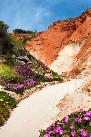 Coastline at Ohos de Aqua near Albufeira, Algarve, Portugal in spring with Hottentot Fig (Carpobrotus edulis) flowers in bloomの写真素材