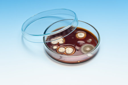 Fungal colonies on brown substrate in glass Petri dish on blue gradient background