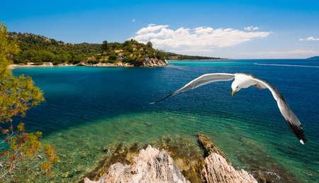 Seagull over shallow bay in Sithonia, Northern Greeceの写真素材