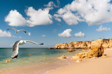 Seagulls fly over golden beach near Albufeira in South Portugalの写真素材