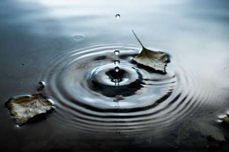 Yellow birch leaves on water surfaceの写真素材