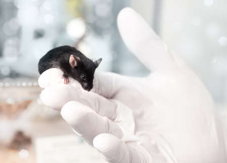Black laboratory mouse sits on gloved male handの写真素材